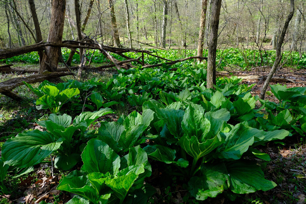 Skunk cabbage in a wetlands