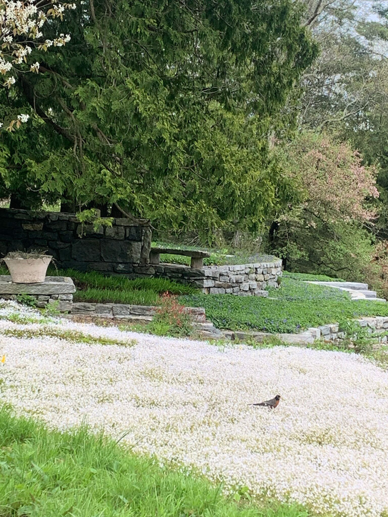 A carpet of bluets with a robin sitting in it