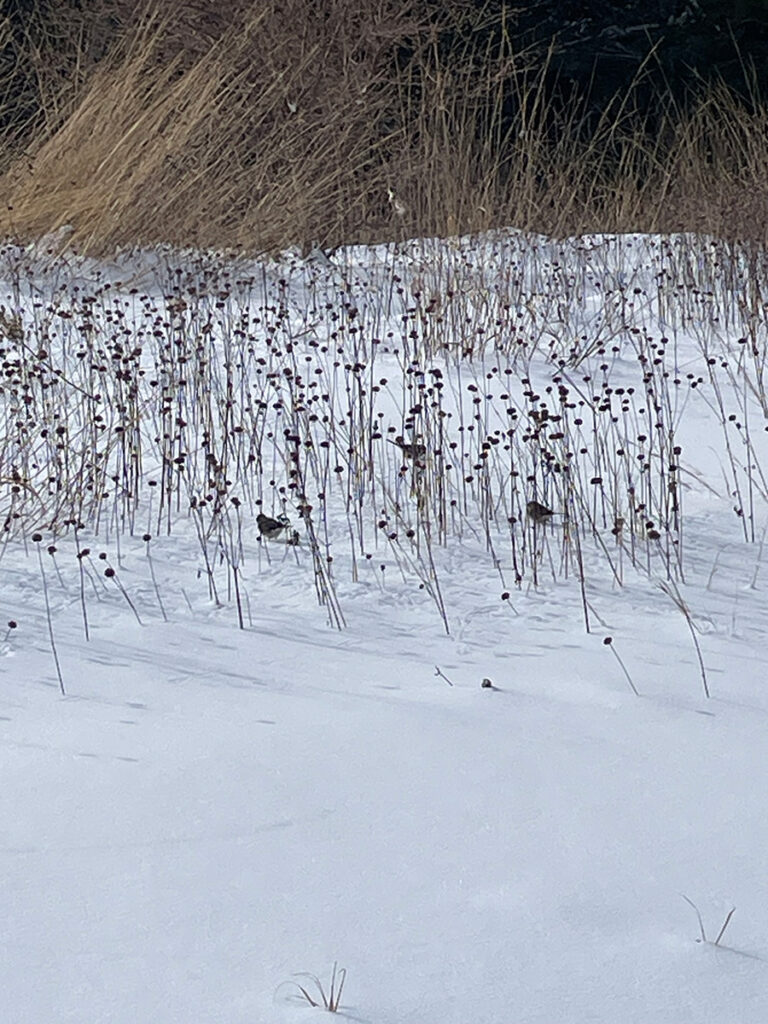sparrows and juncos eating the seeds of Monarda fistulosa in the snow