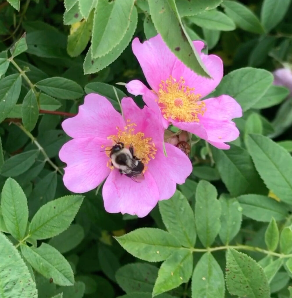 pink Rosa palustris with a bumblebee