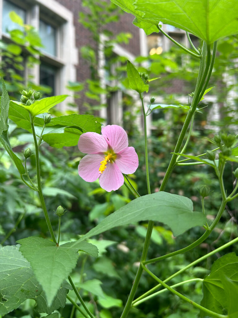 Pink Kosteletzskya flower