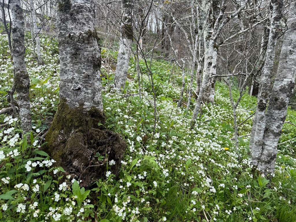 White Phacelia in a woodland