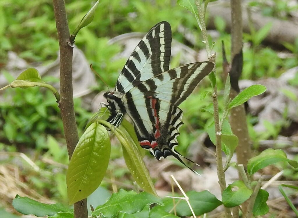 zebra swallowtail butterfly