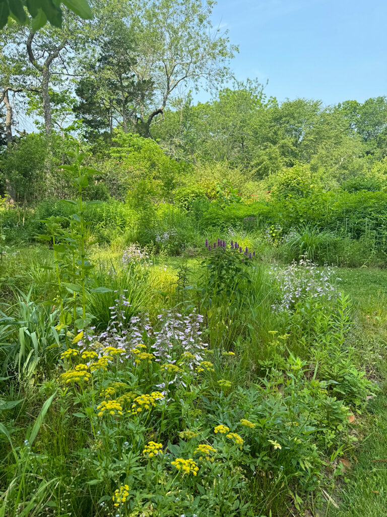 A PRFCT garden in June.