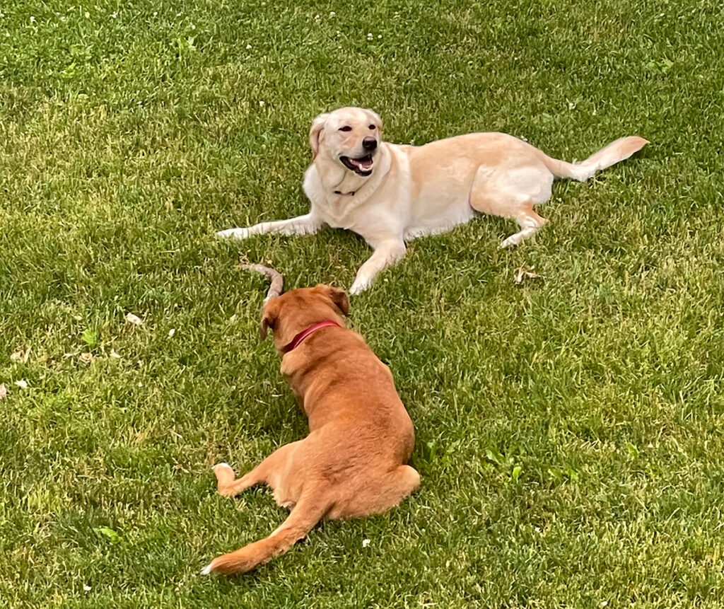 Two dogs play on a chemical-free lawn.