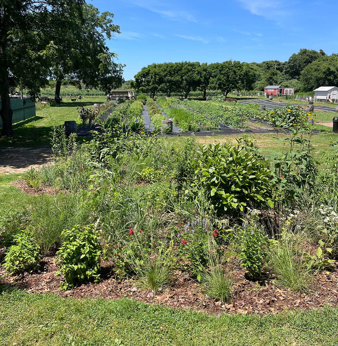 Amber Waves Living Lands garden