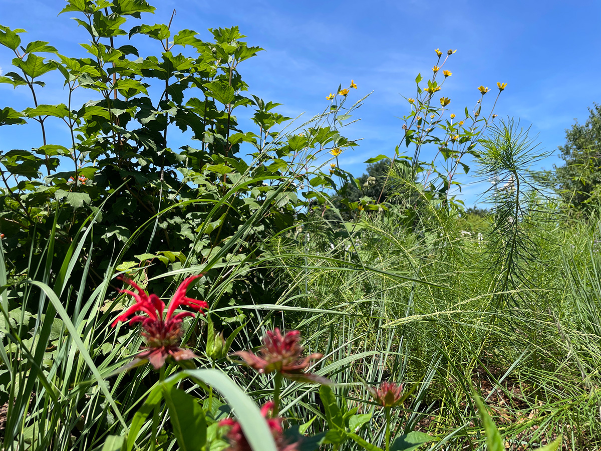 Amber Waves Living Lands home demonstration garden 2