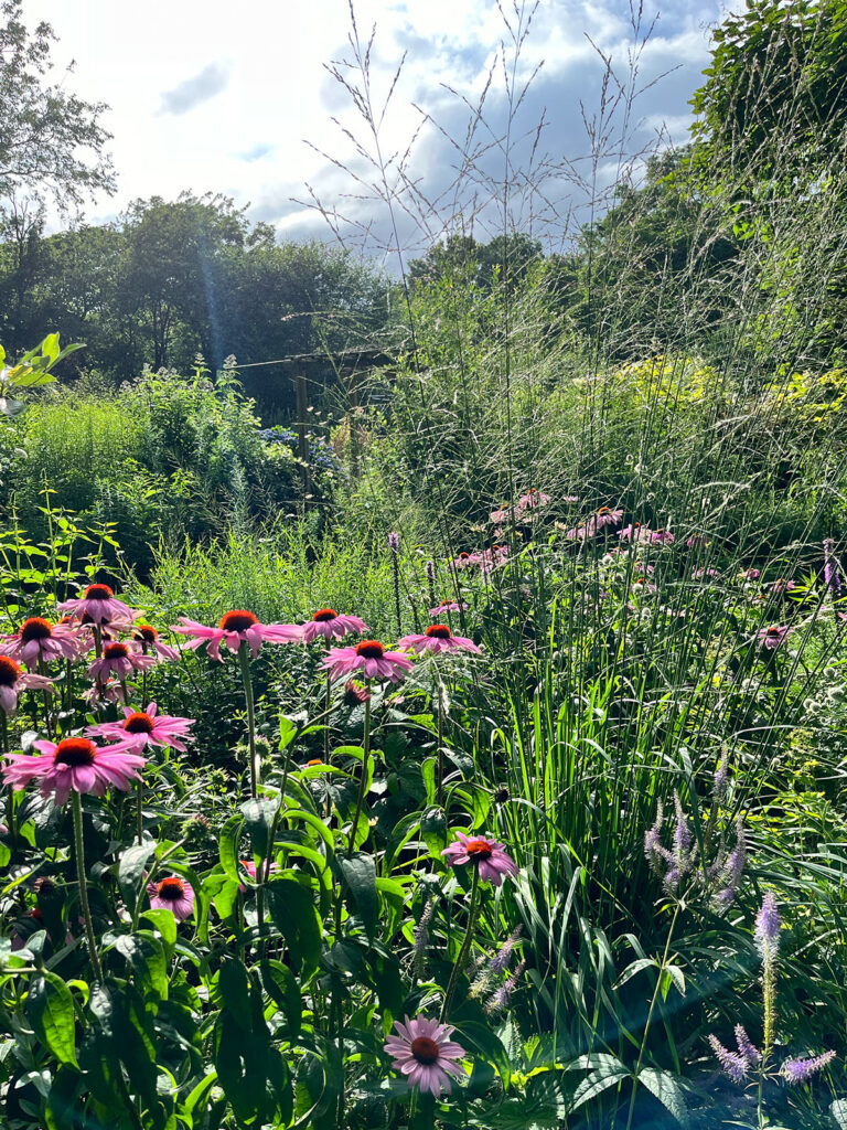 Pink Echinacea blooms in a nature-based garden.