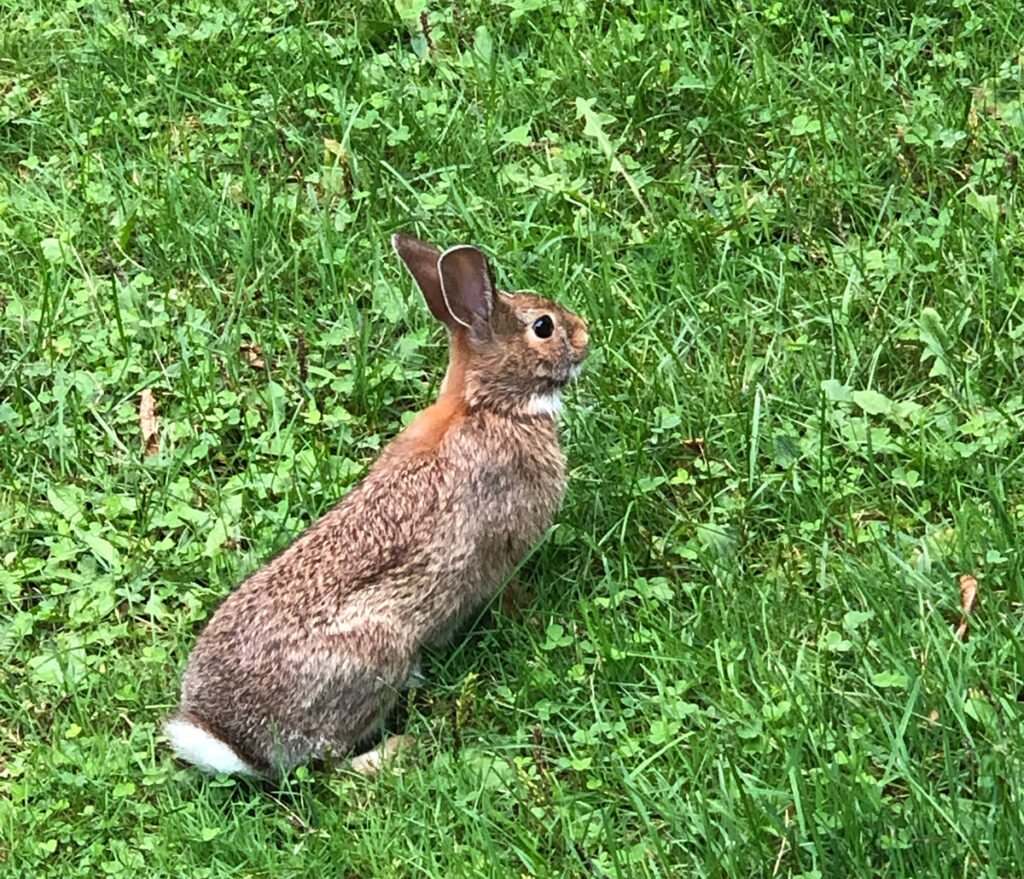 Eastern cottontail rabbit