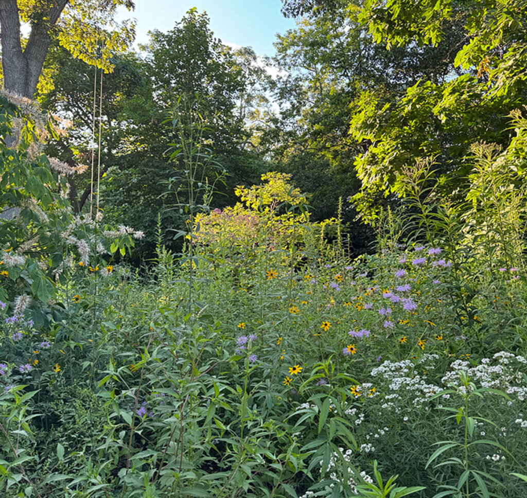 A nature-based garden in midsummer.
