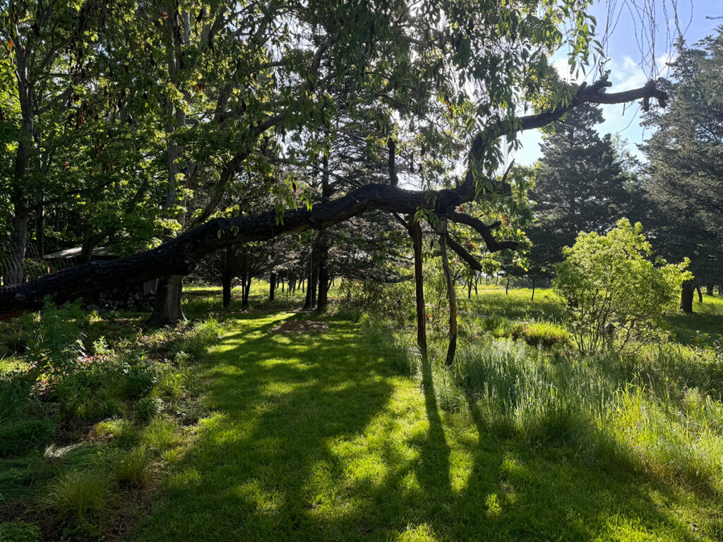 A snag in a nature-based garden
