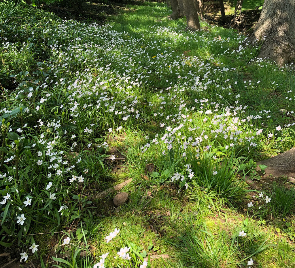 Spring beauty wildlfowers (Claytonia virginica) in a lawn
