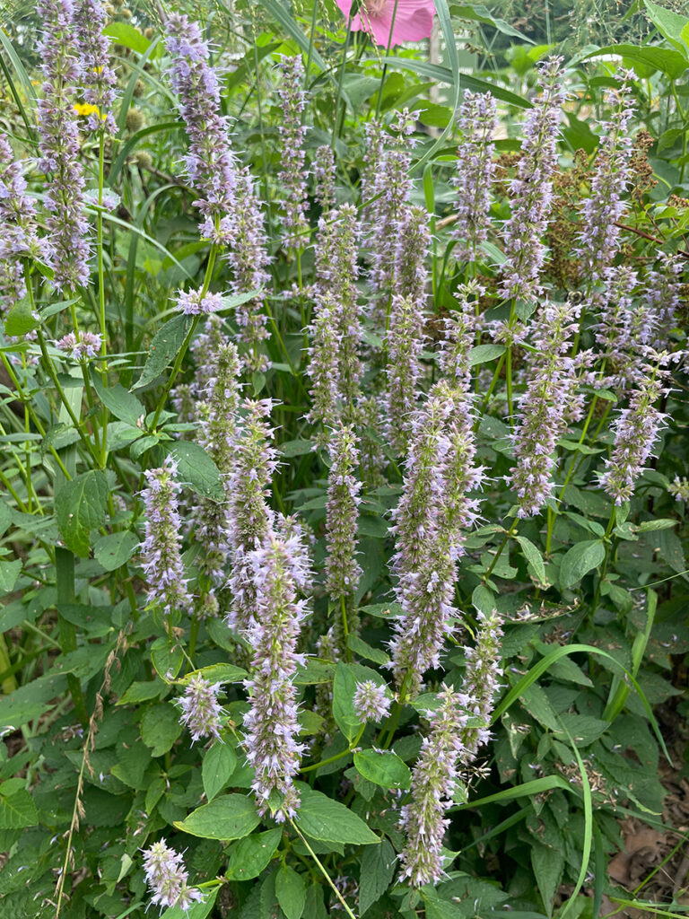 Agastache foeniculum