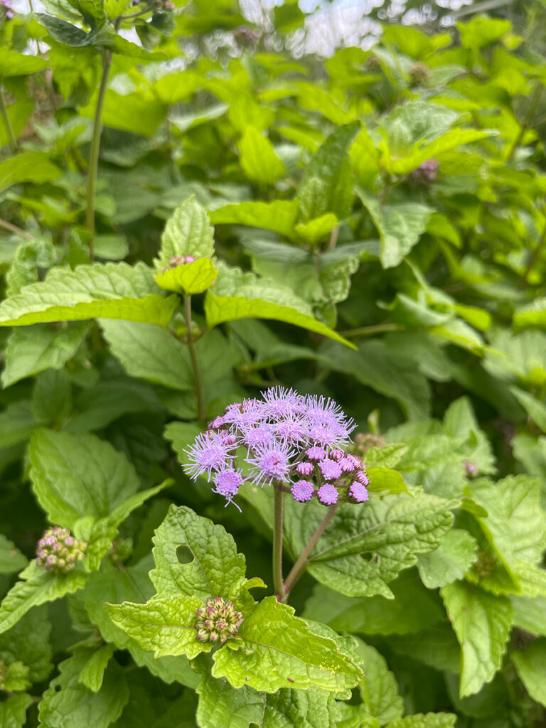 Eupatorium coelestinum