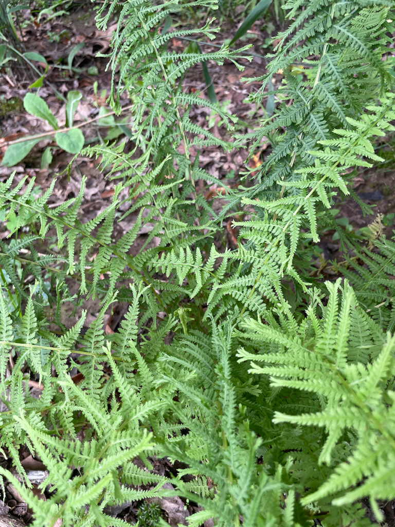 Athyrium filix-femina