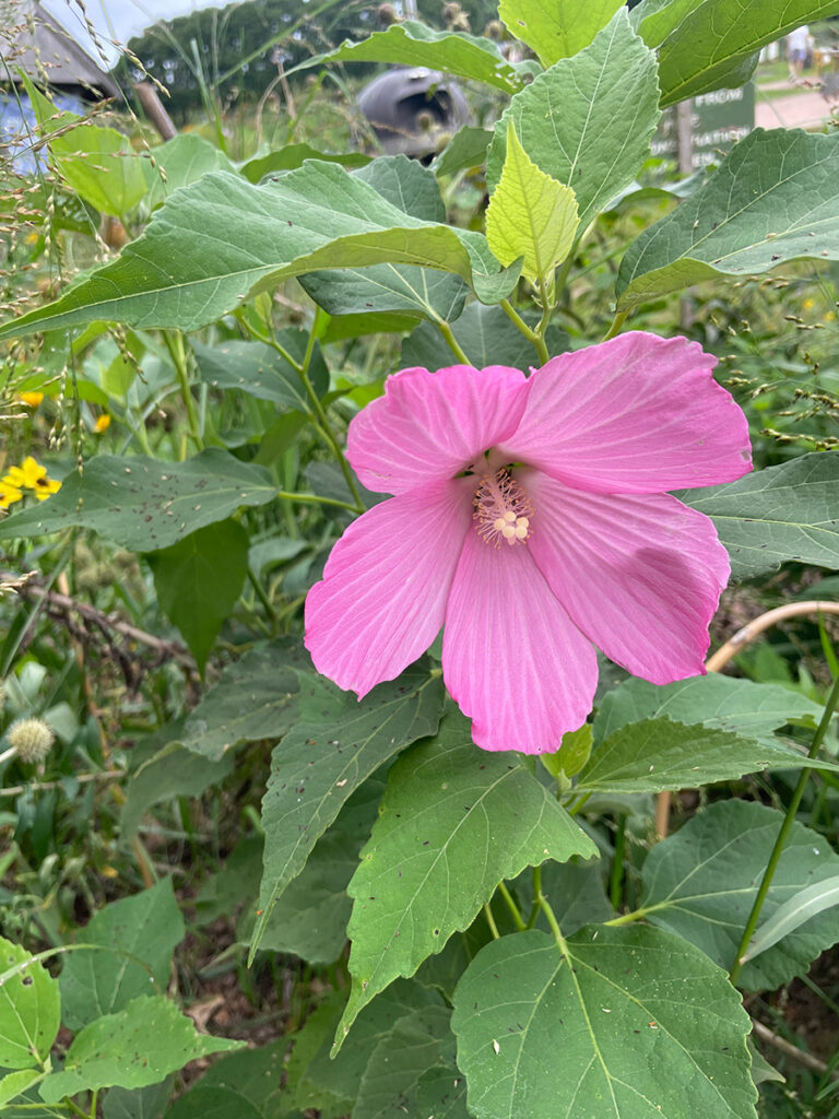Hibiscus moscheutos var. palustris