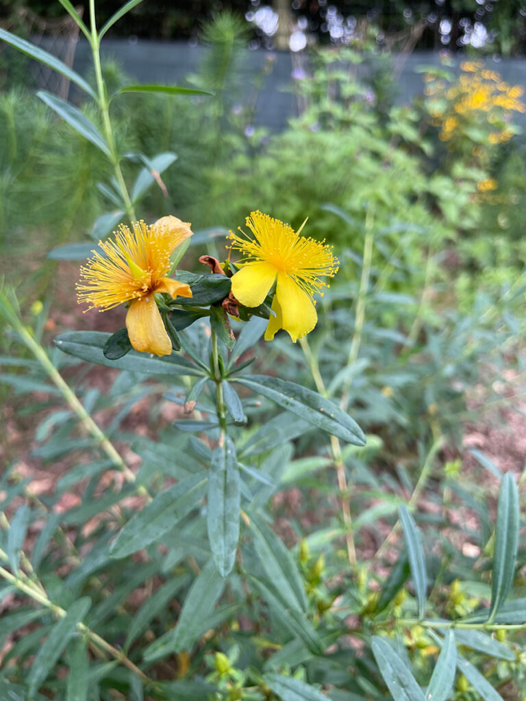 Hypericum-frondosum