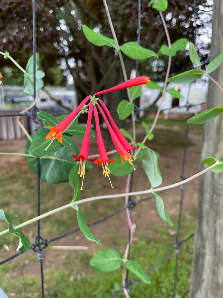 Lonicera sempervirens