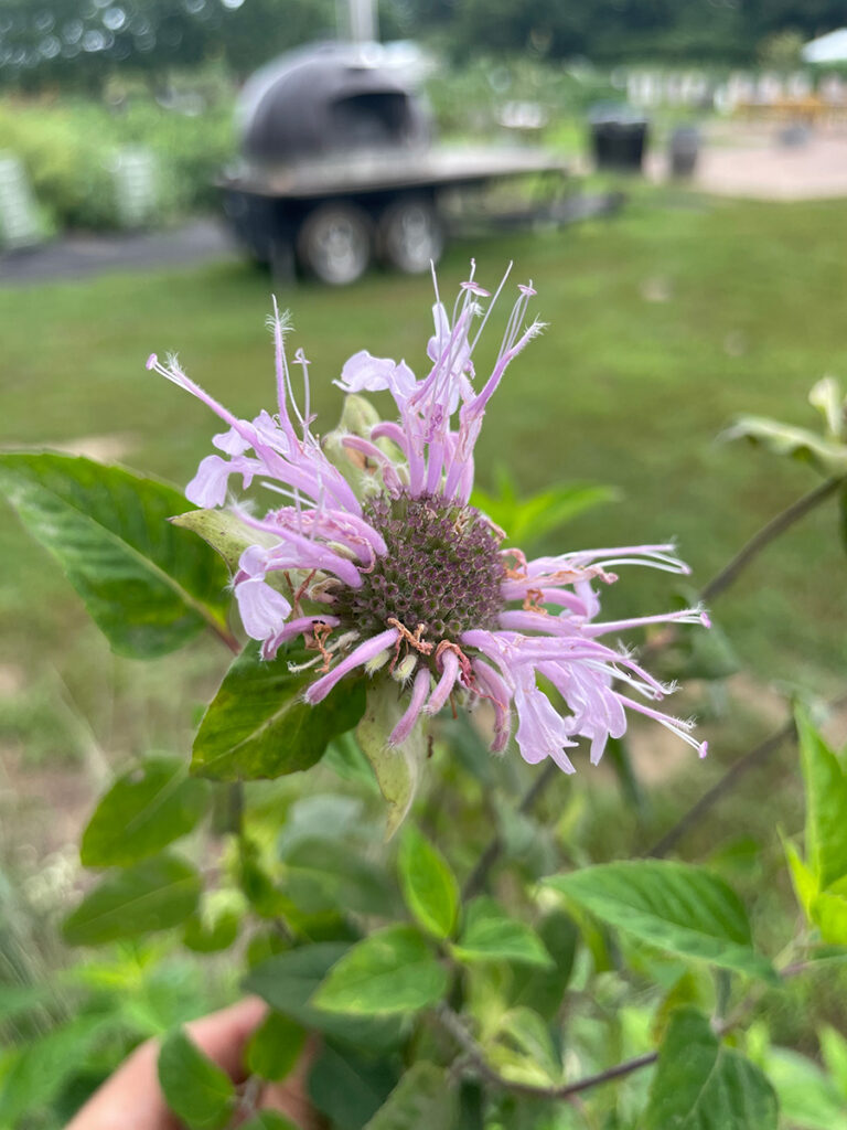 Monarda fistulosa