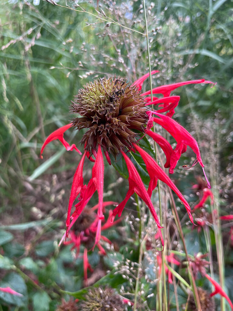 Monarda didyma 'Jacob Cline'