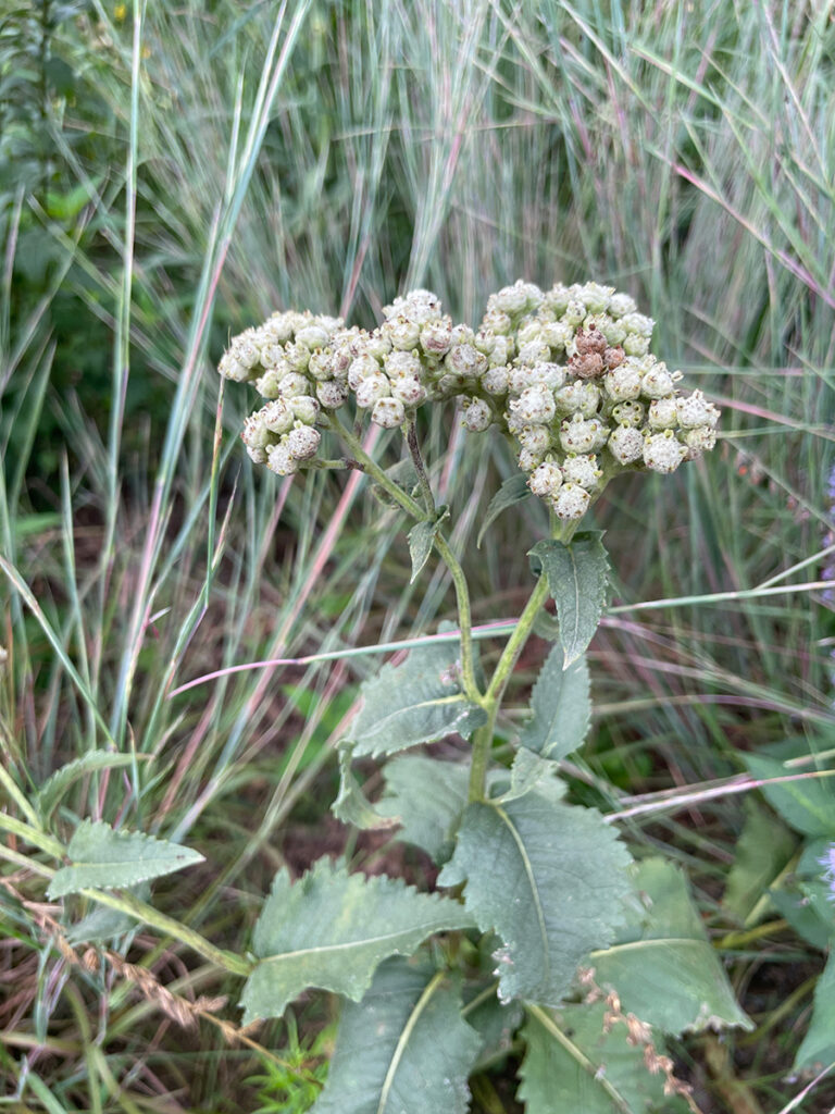 Parthenium integrifolium