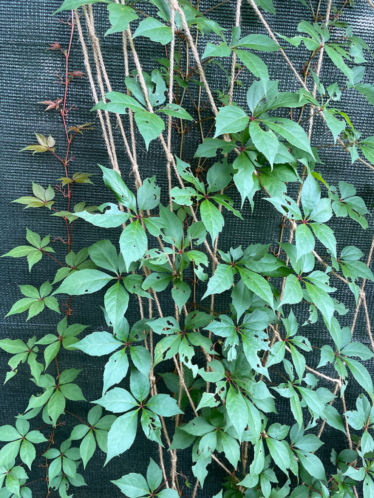 Parthenocissus quinquefolia