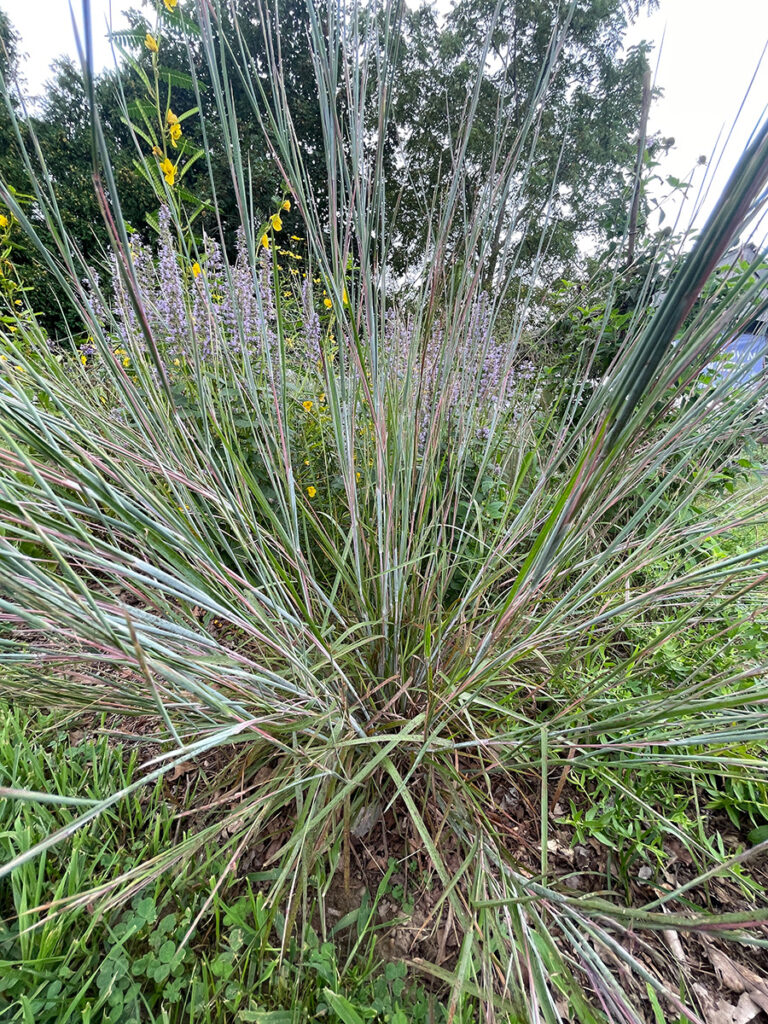 Schizachyrium scoparium