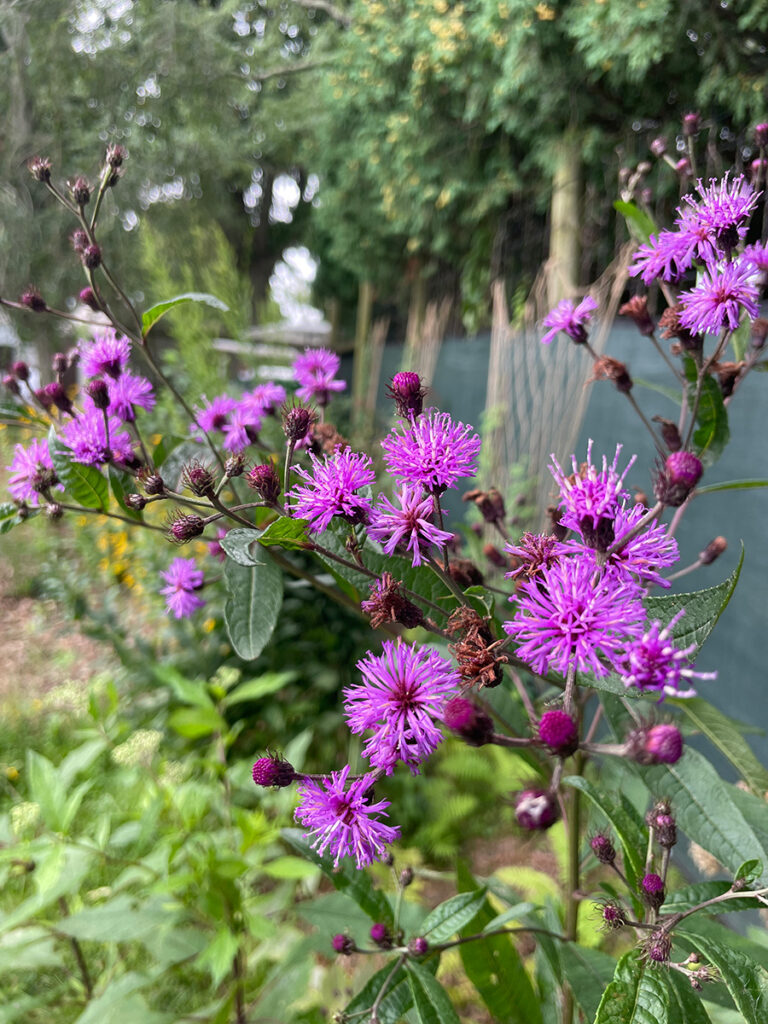 Vernonia lettermannii