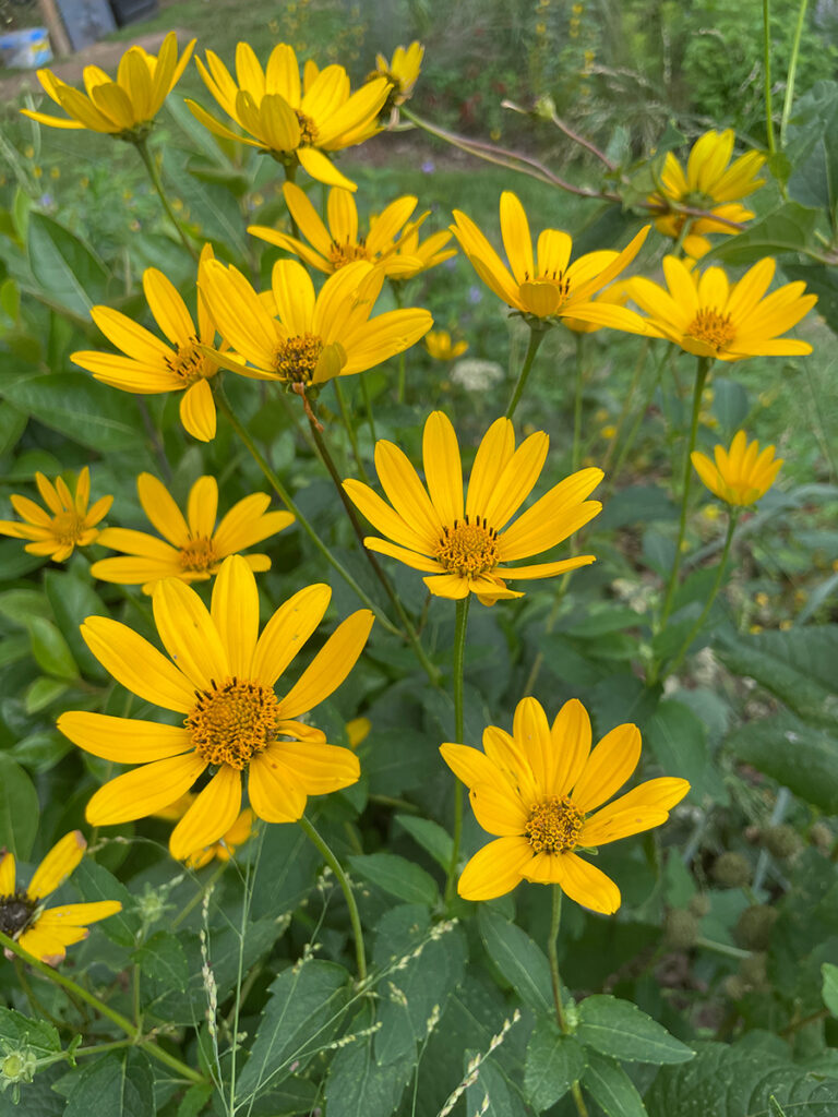 Heliopsis helianthoides