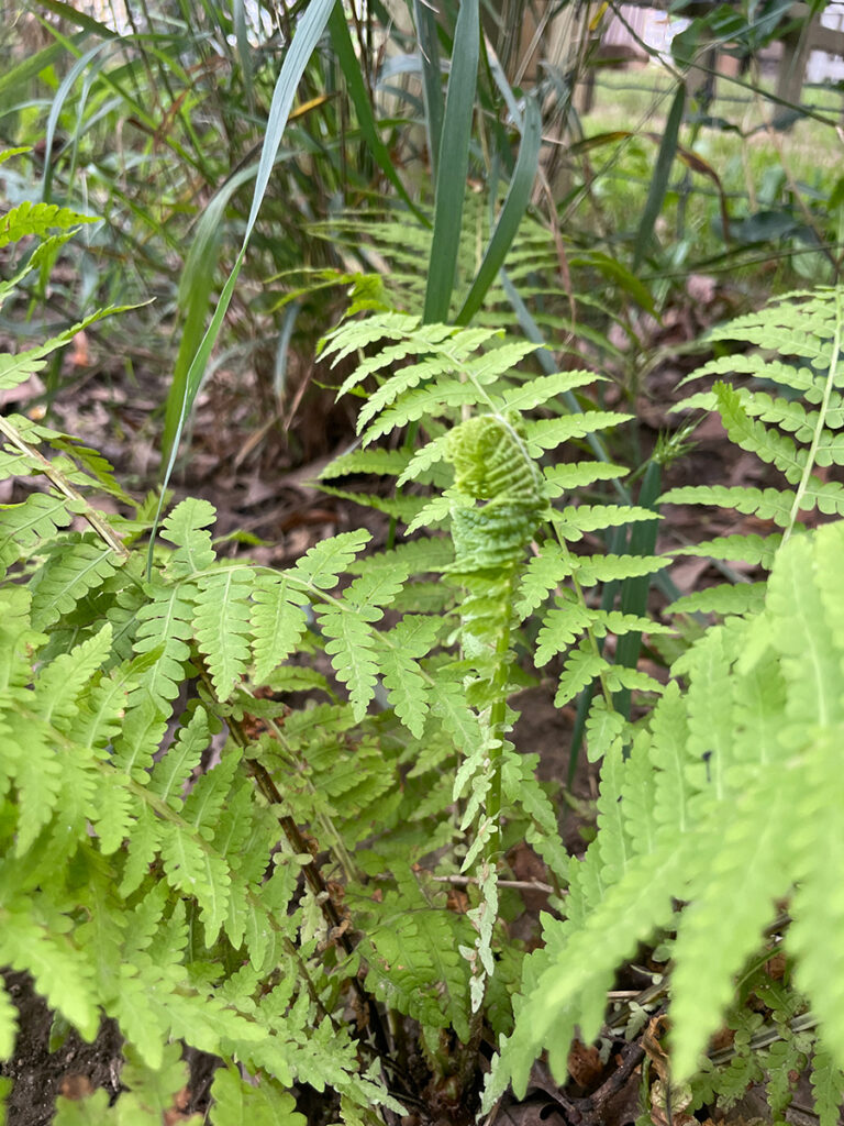 Matteuccia struthiopteris