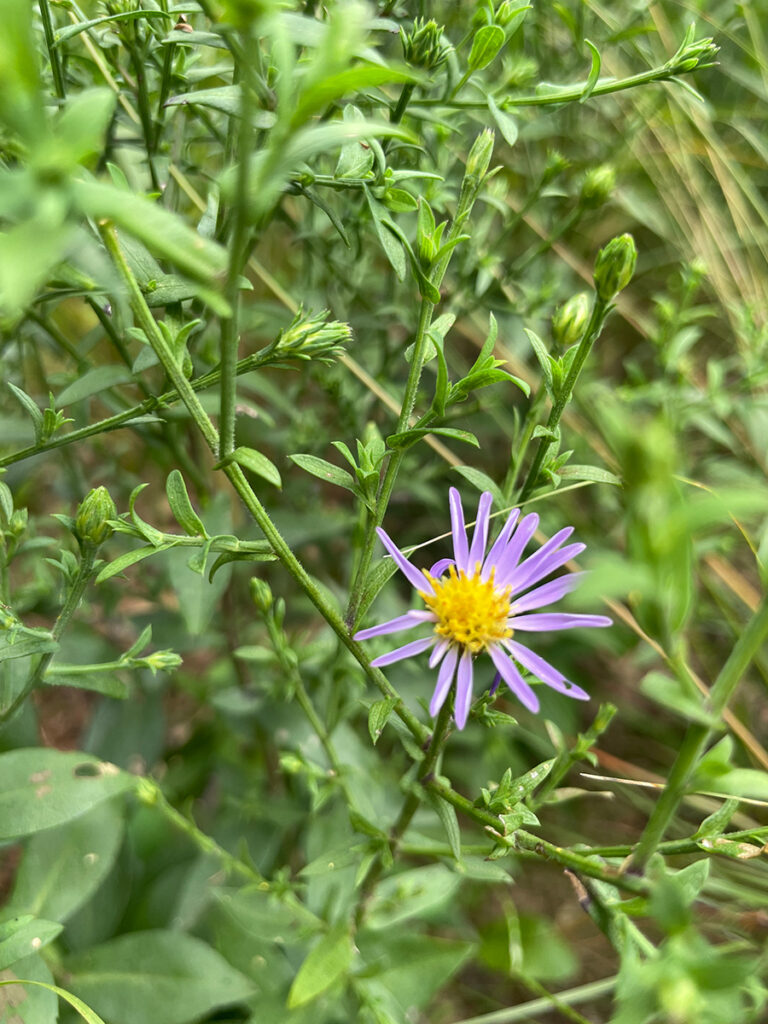 Aster oblongifolius