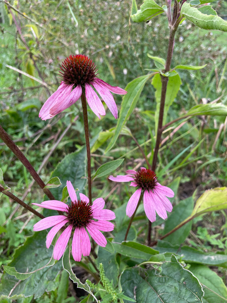 Echinacea purpurea