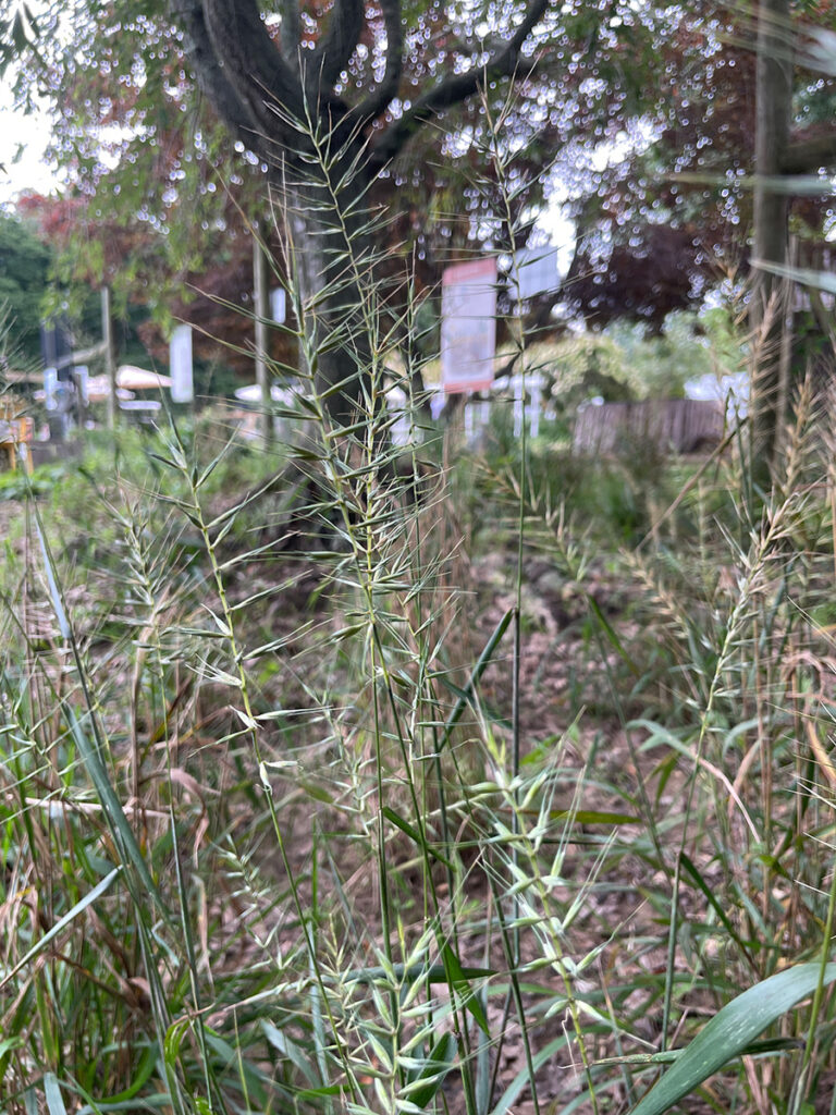 Elymus hystrix