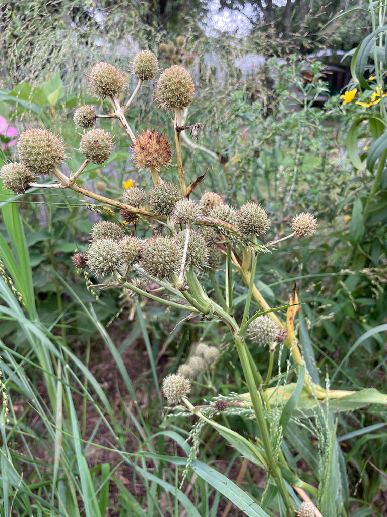 Eryngium yuccifolium