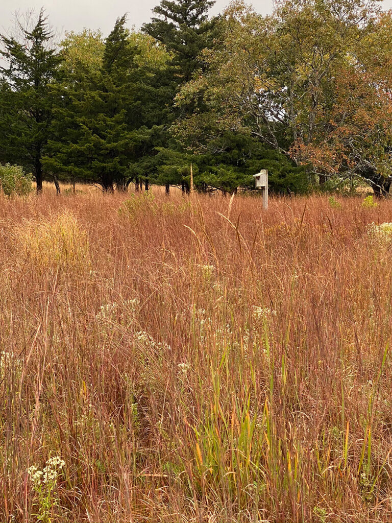marsh meadow in late fall