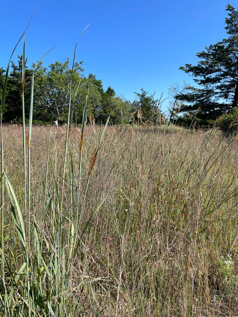 marsh meadow