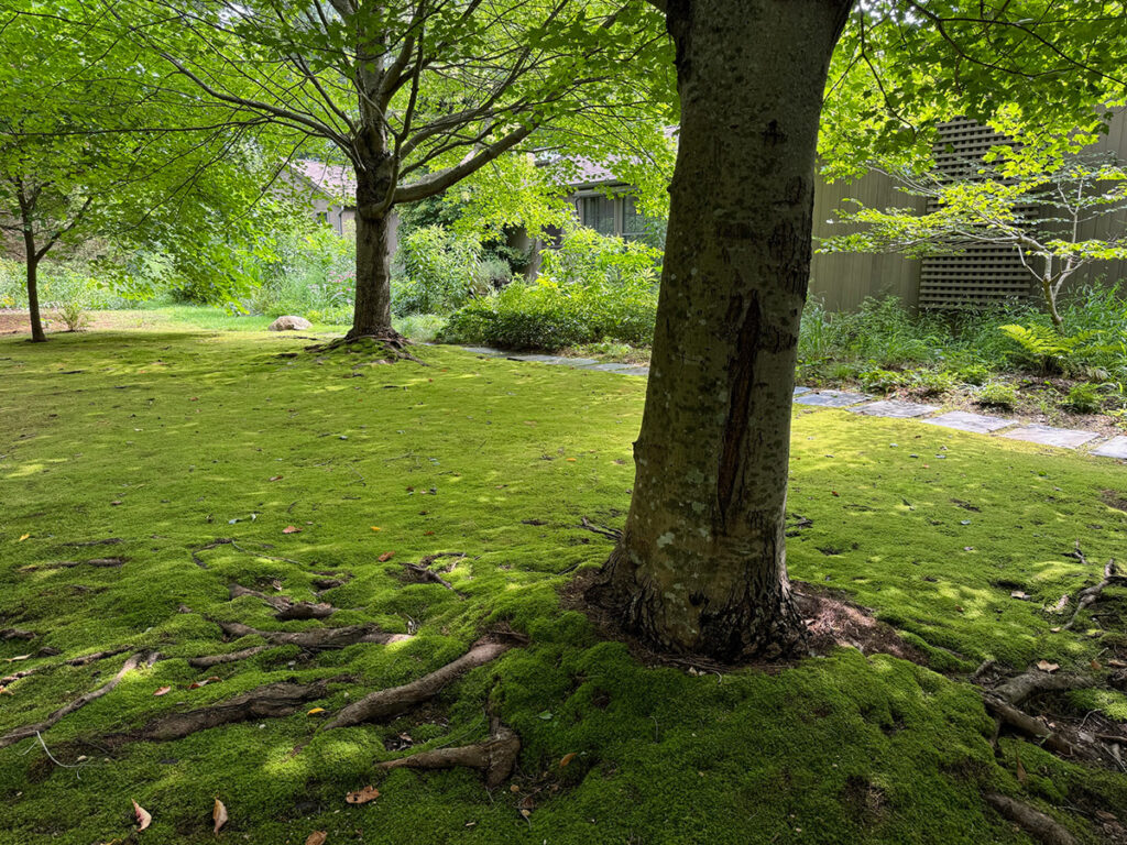 mossy yard with trees