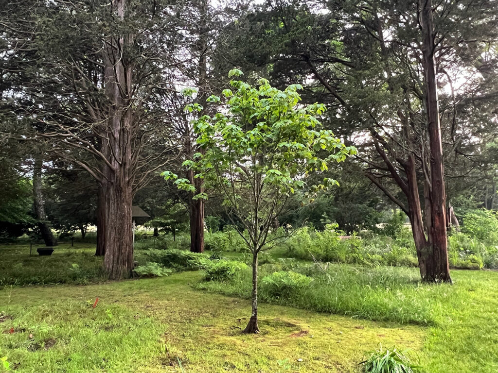mossy area with tree