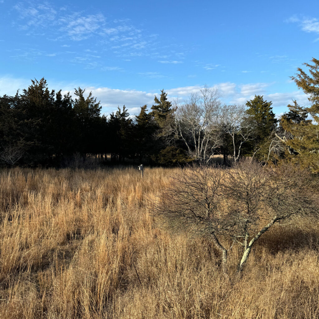 Marsh in fall