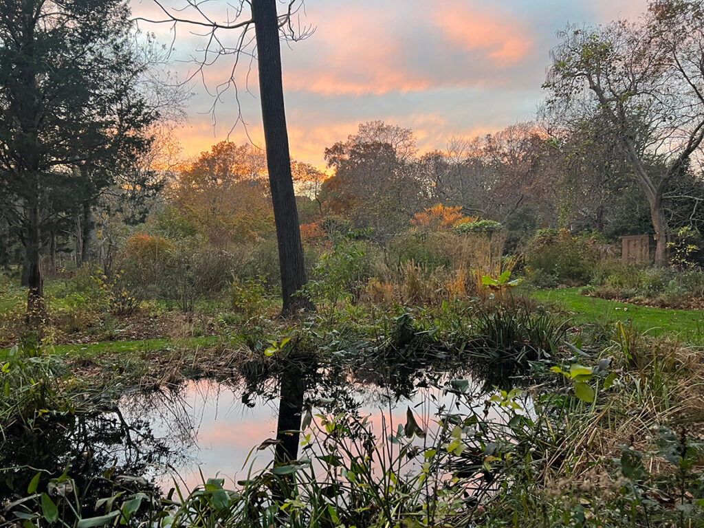 Winter pond