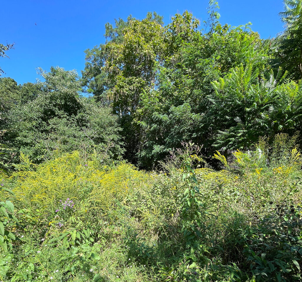 Meadow at Marshouse
