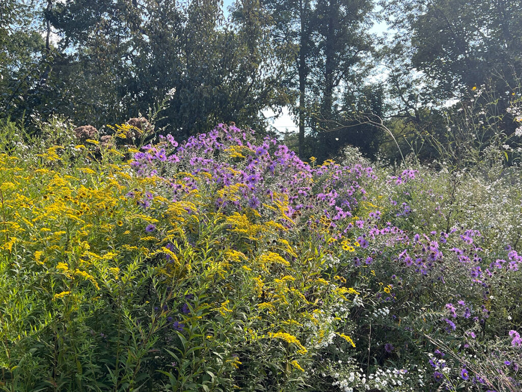 yellow goldenrod and purple asters in a meadow at Marshouse