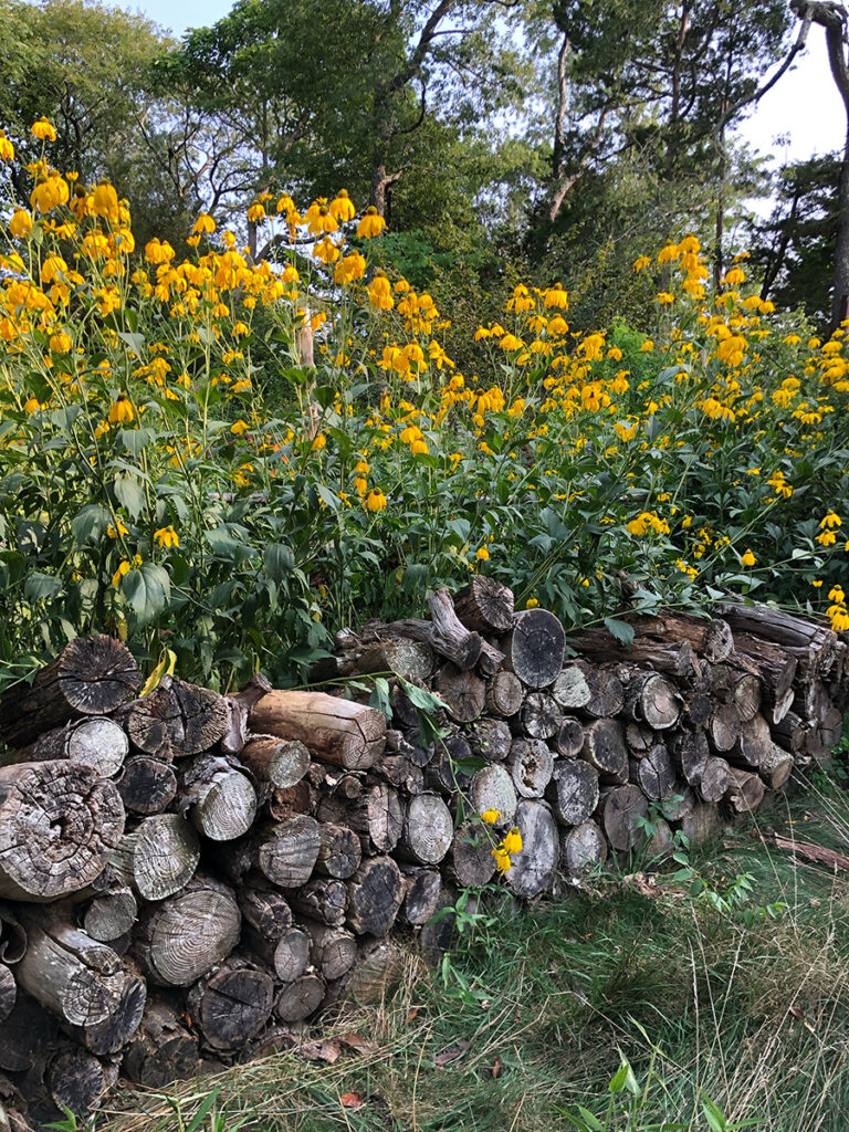 Yellow blooming Rudbeckia laciniata grows tall over a stack of logs.