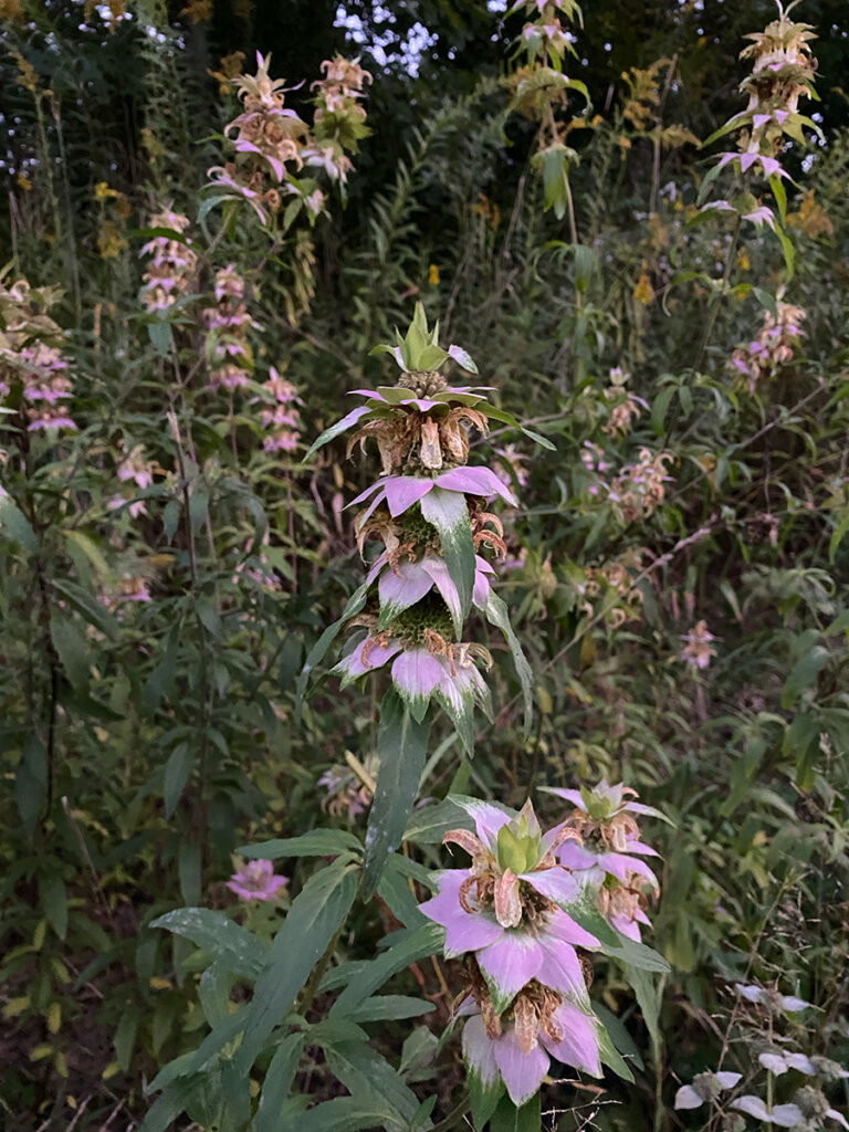 Monarda punctata in bloom